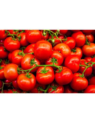 Tomatoes - Masseria Antonio Esposito Ferraioli - Home
