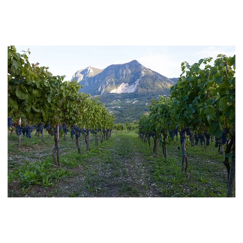 Aglianico Irpinia DOCG von Cantina Riccio - Cantina Riccio - Rotweine