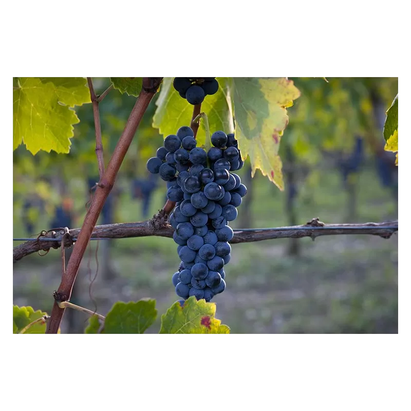 Taurasi DOCG di Cantina Riccio - Cantina Riccio - Vini Rossi