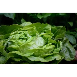 Lattuga - Masseria Antonio Esposito Ferraioli - Vegetables