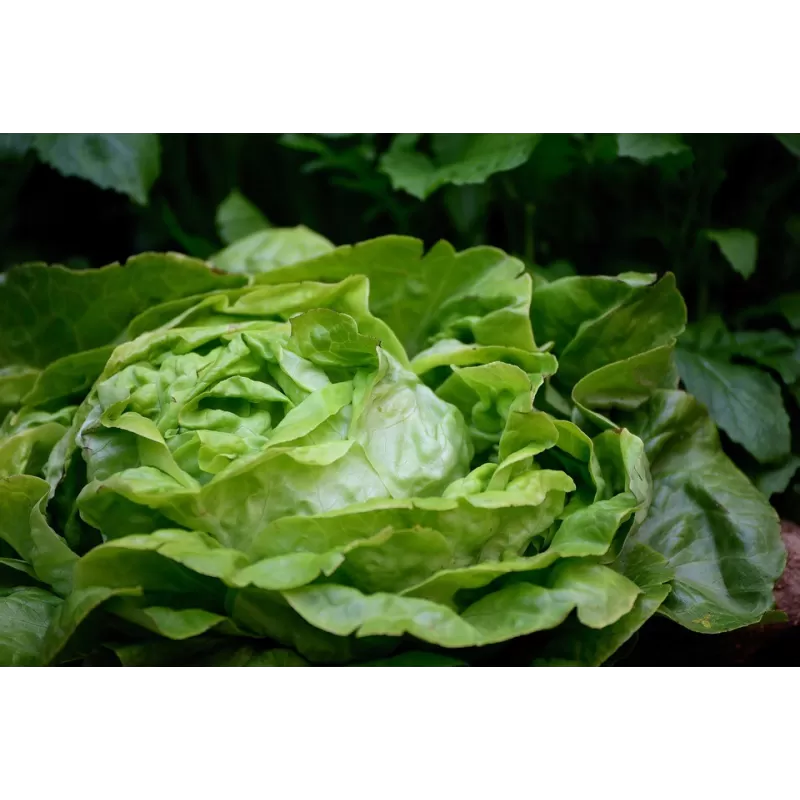 Lattuga - Masseria Antonio Esposito Ferraioli - Vegetables