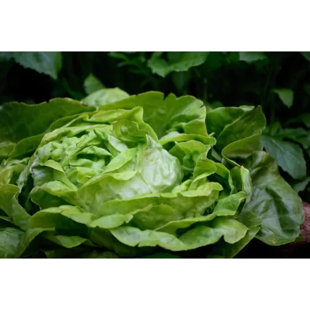 Lattuga - Masseria Antonio Esposito Ferraioli - Verdura