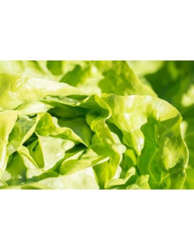 Head Salad Lettuce - Masseria Antonio Esposito Ferraioli - Vegetables